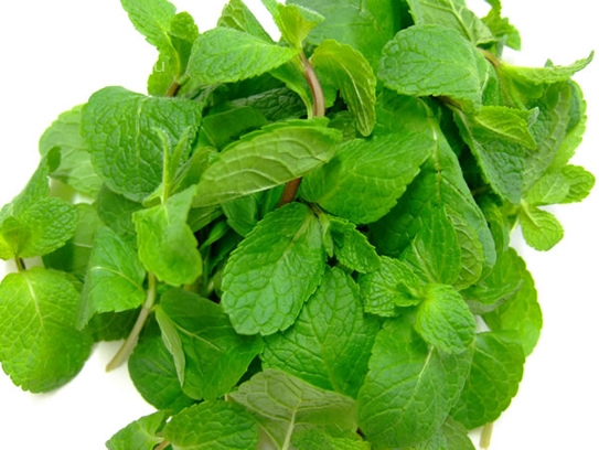 Menthe