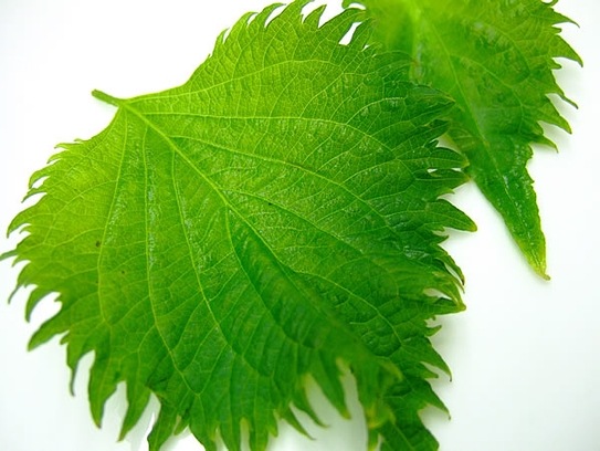 Image result for green shiso