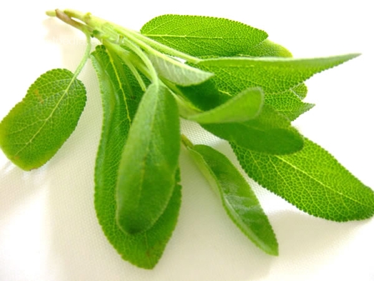 Salvia